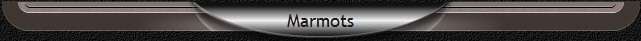 Marmots