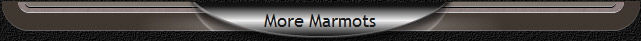 More Marmots