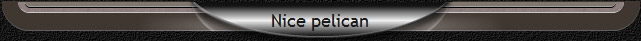 Nice pelican