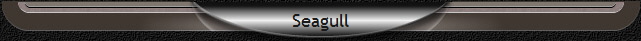 Seagull