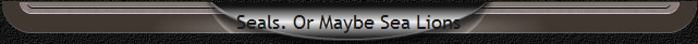 Seals. Or Maybe Sea Lions