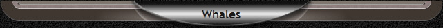 Whales