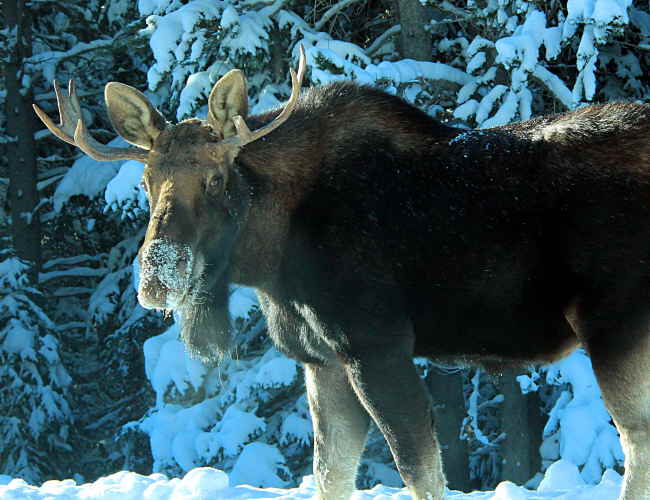 Moose