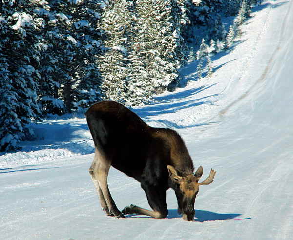 Moose