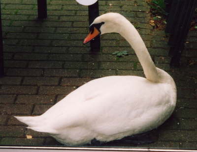 Swan