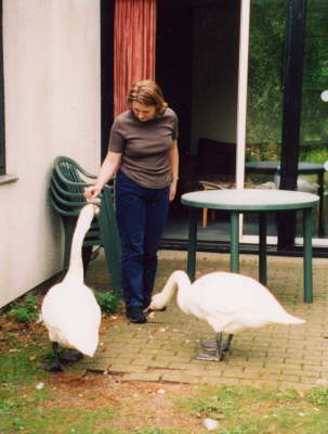 Swans