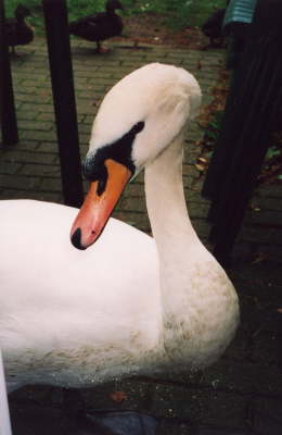 Swan