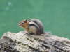 Chipmunk