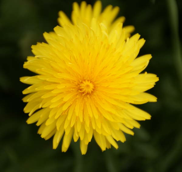 Dandelion