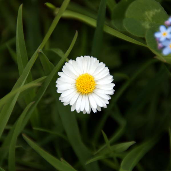 Daisy