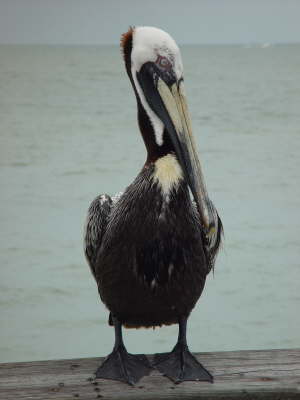 Nice pelican