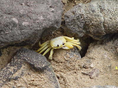 Crab