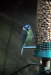 Blue Tit