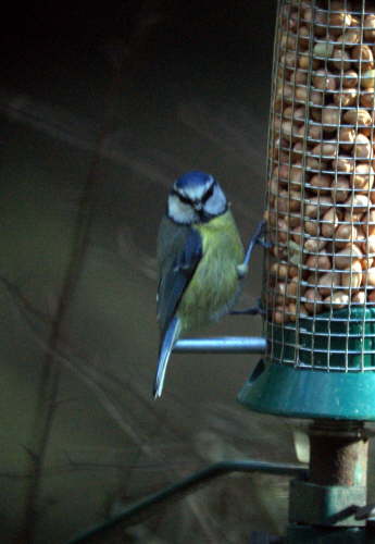 Blue Tit