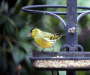 Green Finch