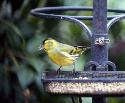 Green Finch