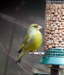 Green Finch