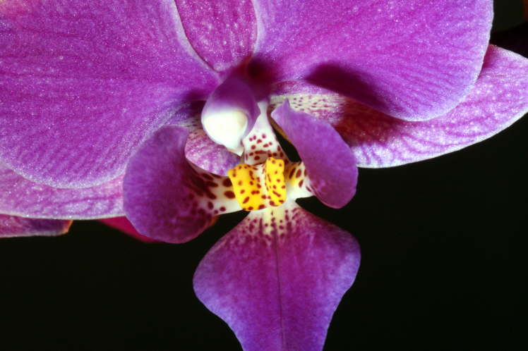 Orchid