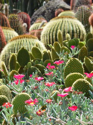 Cactualdea Cactus Park