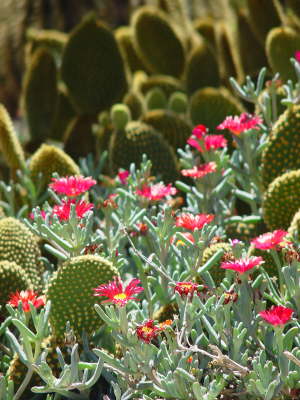 Cactualdea Cactus Park