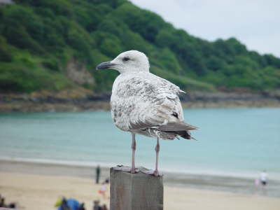 Seagull