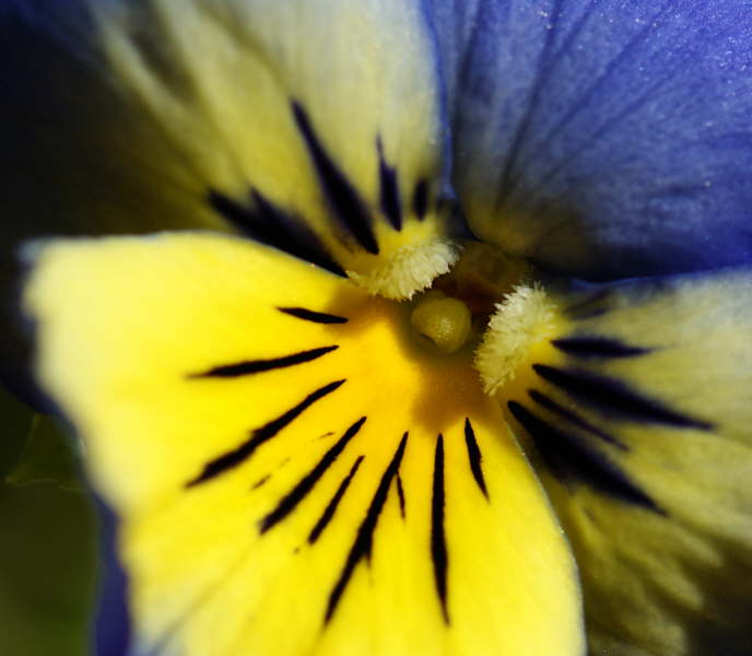 Pansy
