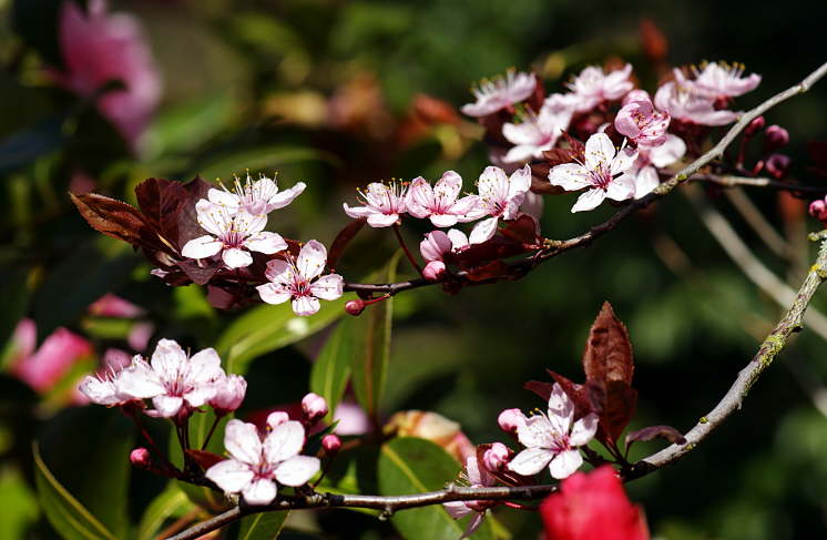 Plum Tree Blossom