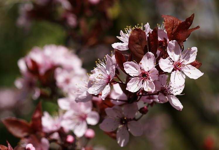 Plum Tree Blossom