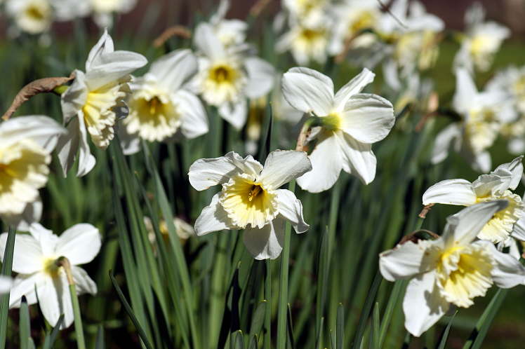 Daffodils
