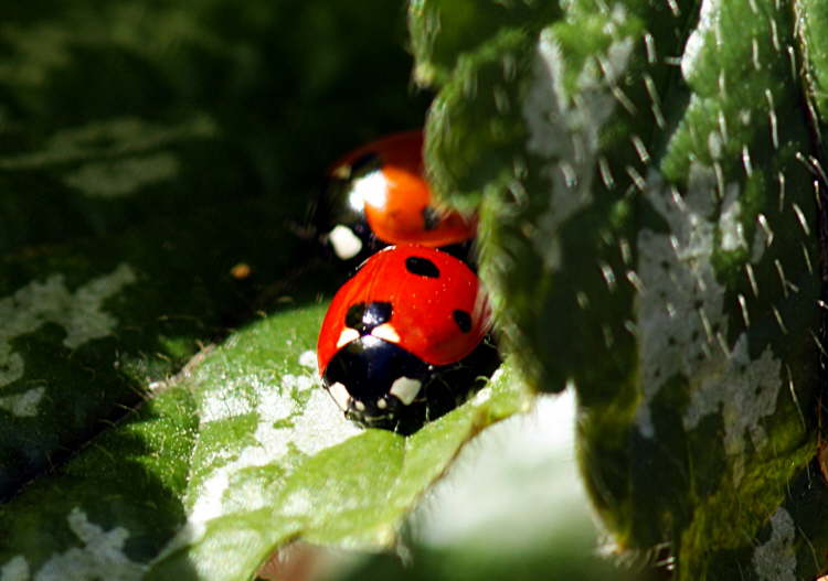Ladybirds