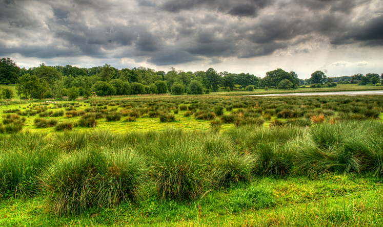 DSC07108_09_10_11_12_13_painterly-CLSU